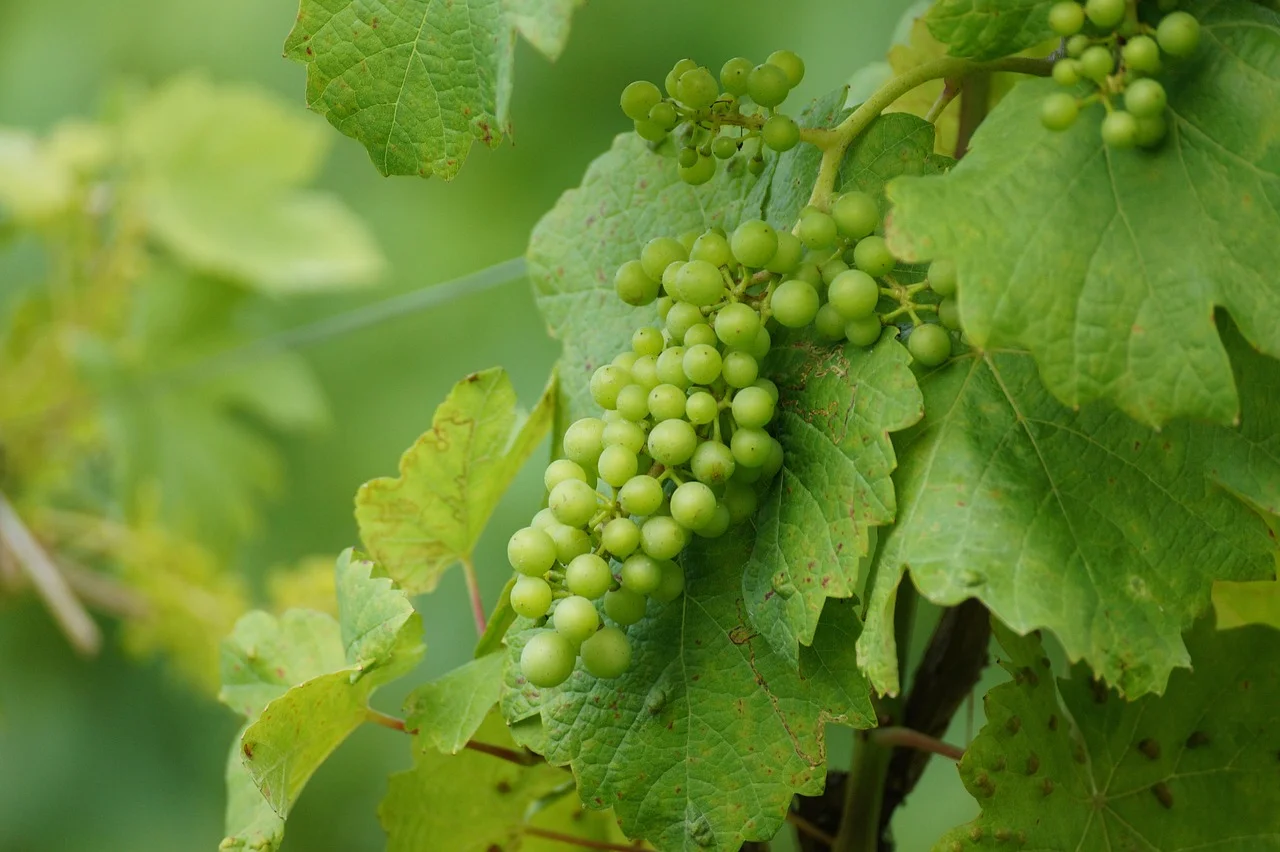 Les secrets d'un vin blanc sec : étonnez vos papilles avec chaque gorgée